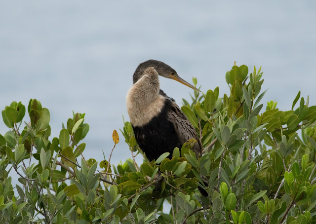 Anhinga - Merritt Island, Florida Anhinga - Merritt Island, Florida