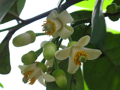 Fiori Citrus grandis Fiori Citrus grandis