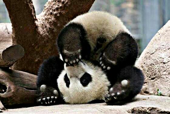 panda bebé