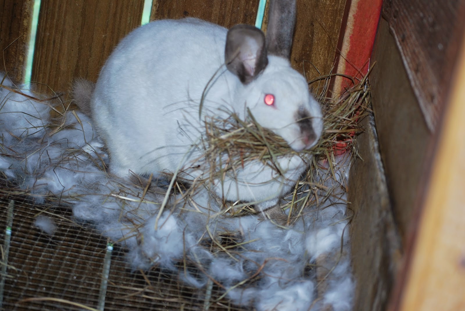 Rabbit Nation Caring For A Pregnant Rabbit