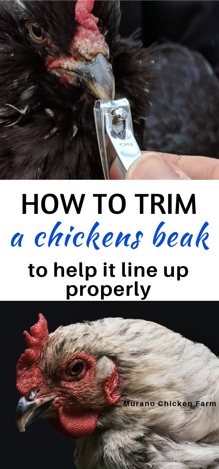 How To Trim A Chickens Beak - Murano Chicken Farm