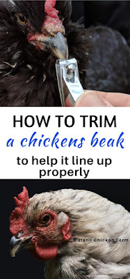 Chickens can sometimes need a beak trim, here's how to do it.
