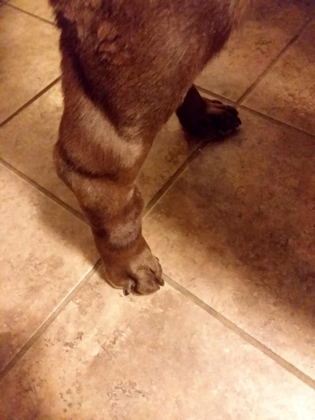 C Bakunas Art Something Is Wrong With The Dog s Leg