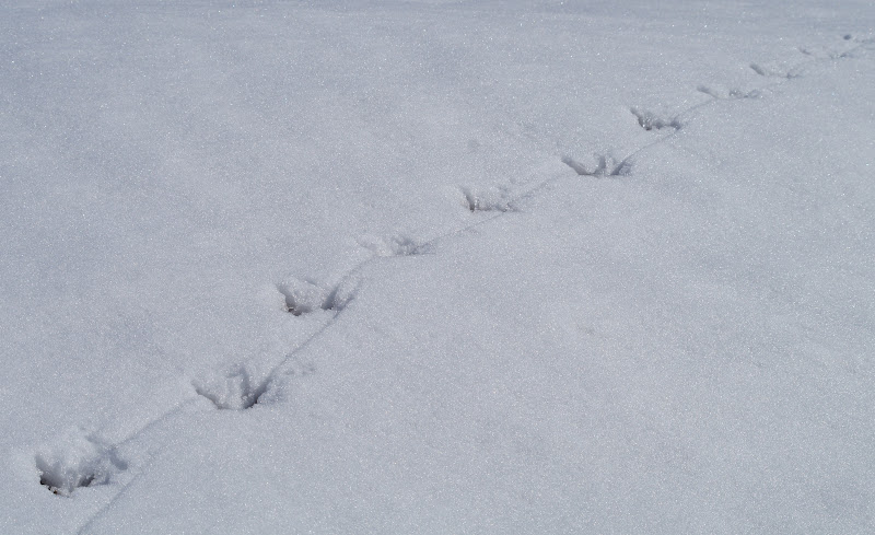 Things with Wings: Red-Tailed Hawk
