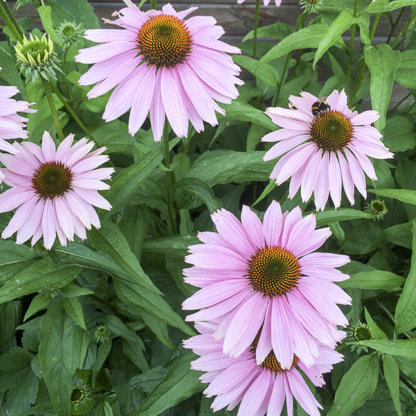 rudbeckia, echinacea rudbeckia, echinacea