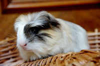 Ignis Piggyboo Świnka morska rasy coronet w umaszczeniu tri roan