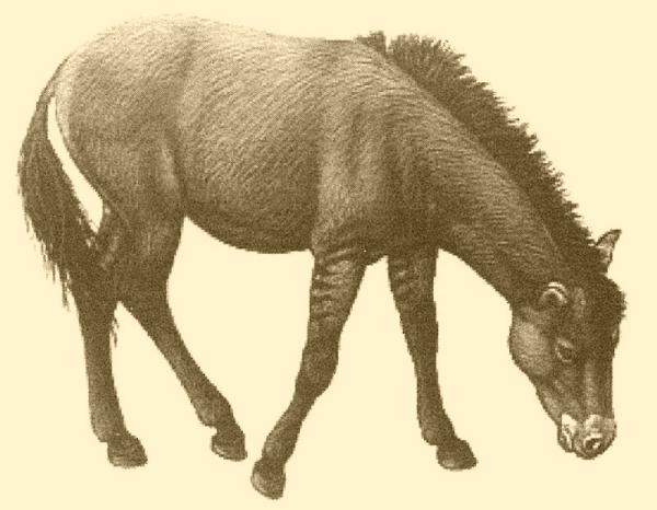 Мы: Тарпан - предок домашней лошади