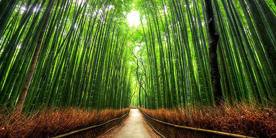 FLOWER POWER : 10 Terowongan Dari Pohon Paling Indah Di Dunia