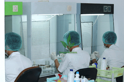 lab-Sengon-solomon-2 lab-Sengon-solomon-2
