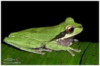 Masked Treefrog (Smilisca phaeota)