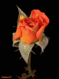 rosa%2Blaranja%2Bse%2Babrindo%2B2.gif