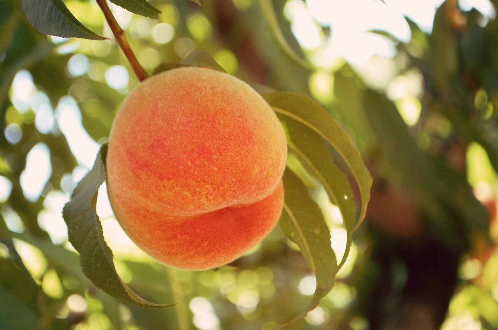 Toad's Treasures Lifestyle Family Blog by Emily Ashby "I'd Call Her