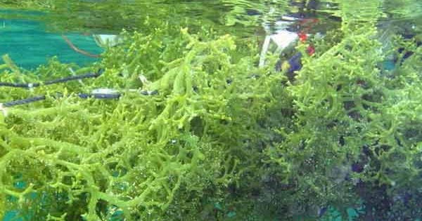 Ganggang Laut Bahan Pembuat Agar Agar Warta Iptek