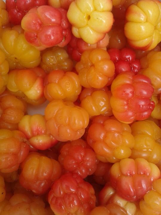 Hverdagslivet! Molter!