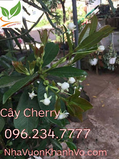 cay-cherry-khanh-vo-7.jpg