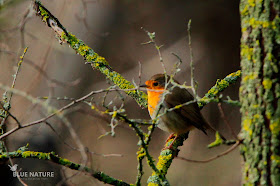 Petirrojo europeo - Eropean robin - Erithacur rubecula Poco a poco se empiezan a escuchar sus cantos y se dejan de ver muchos ejemplares mientras que en invierno había muchos más.
