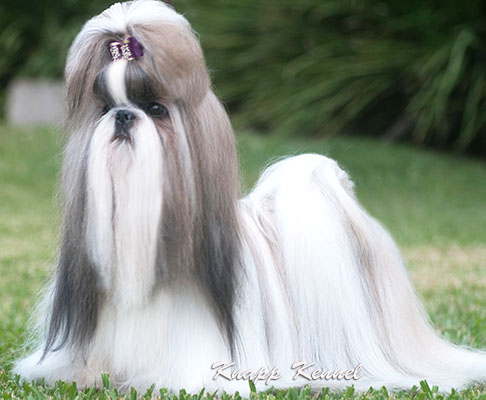 shih tzu cuidados quanto custa um shih tzu shih tzu tudo sobre shih tzu shih tzu cuidados quanto custa um shih tzu shih tzu tudo sobre shih tzu