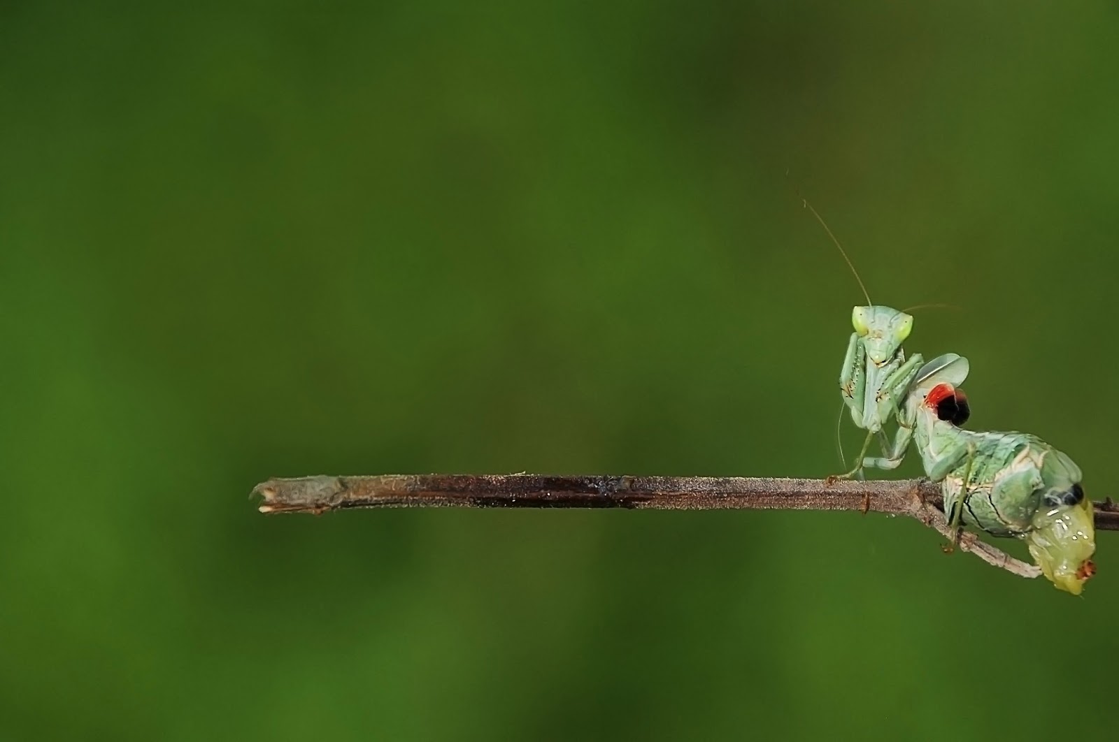 gli insetti Mantide religiosa