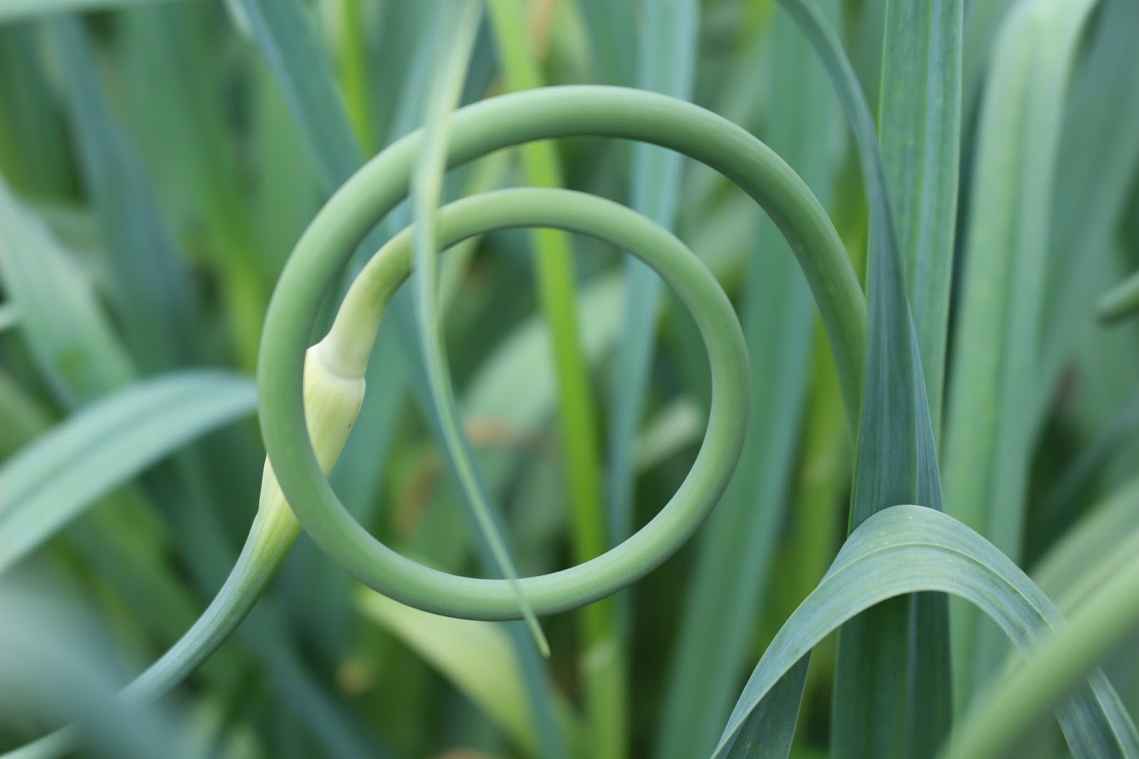 Marblemount Homestead How to ferment and use garlic scapes