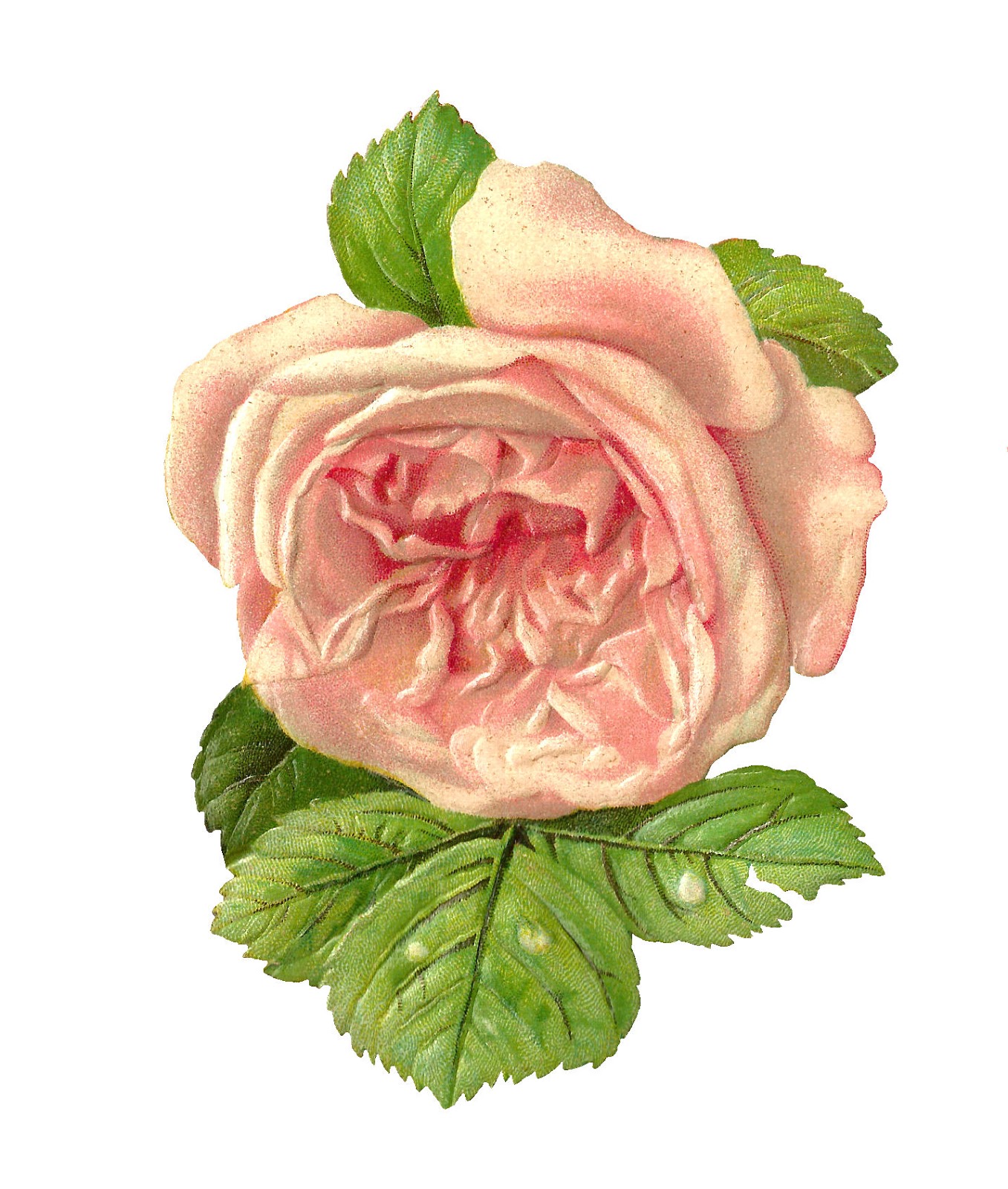Antique Images: Free Printable Flower Scrapbook Paper: Pink Rose ...