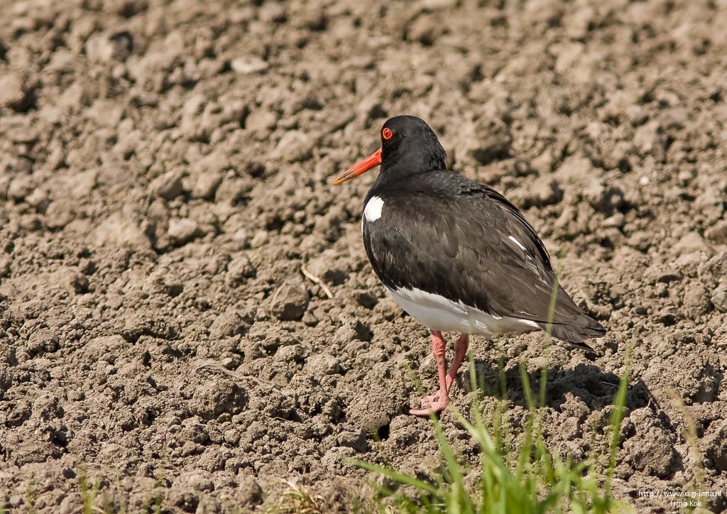 Irma's Natuurbeleving : Weidevogels