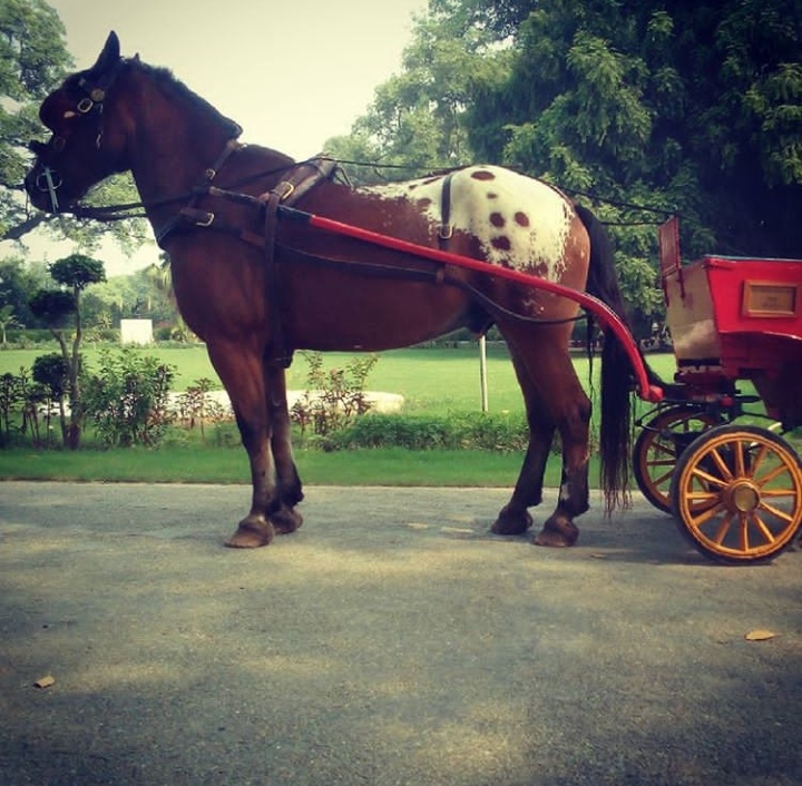 RDM (Remount Depot Mona) The Holidays In Horsemanparadise!