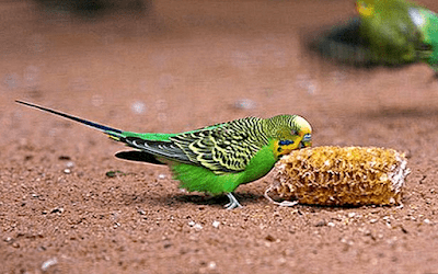Macam Macam Makanan Burung Parkit Terbaik Semoga Rajin Gacor