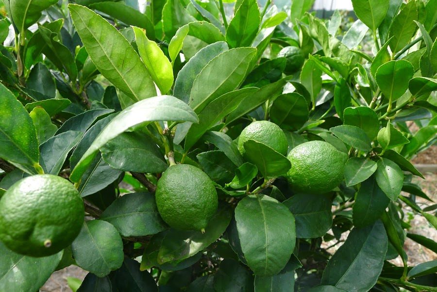 Latino Farms Different Type of Limes