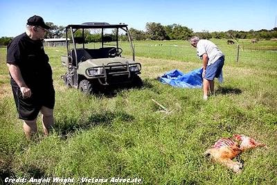 UFO Group Works with Sheriff's Department On  Sheep Mutilations (Oct 2013)