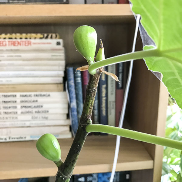 fikonträd, figtree fikonträd, figtree