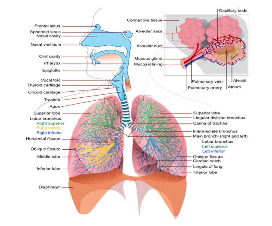 MBBS Medicine (Humanity First) The Respiratory System