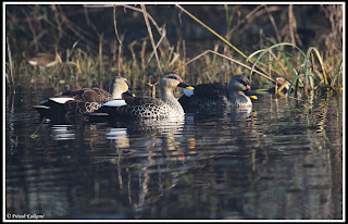 Spot Billed Duck, Bharatpur Spot Billed Duck, Bharatpur