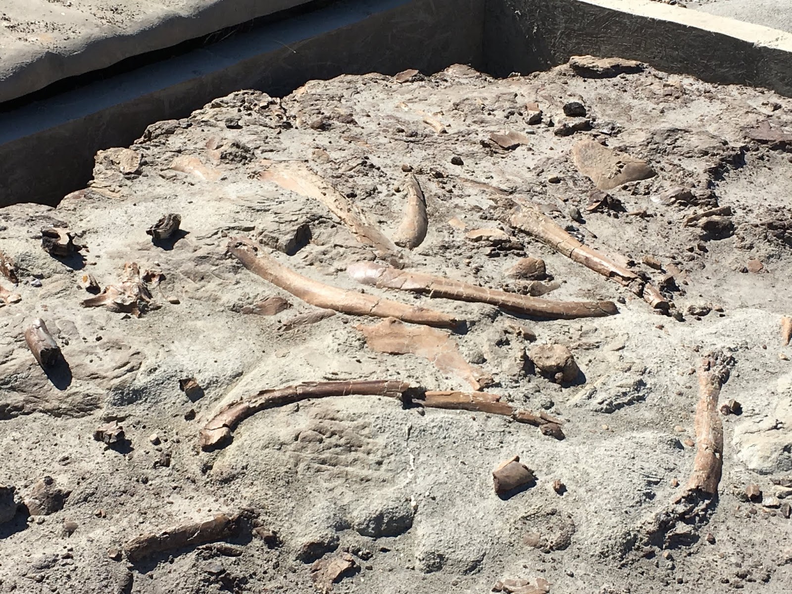 Family Adventures in the Canadian Rockies Fossil Hunting in Dinosaur