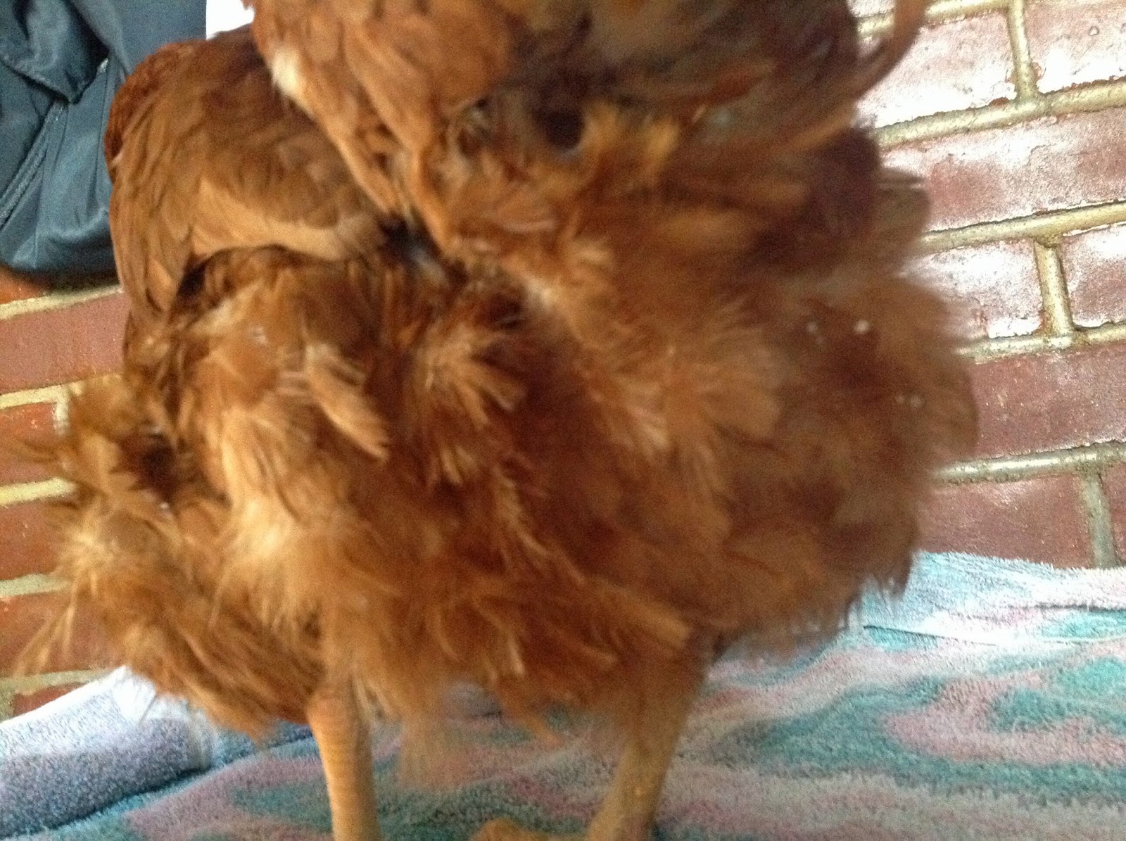 Katie's Farm Tapeworms & Chickens... Advice Needed!
