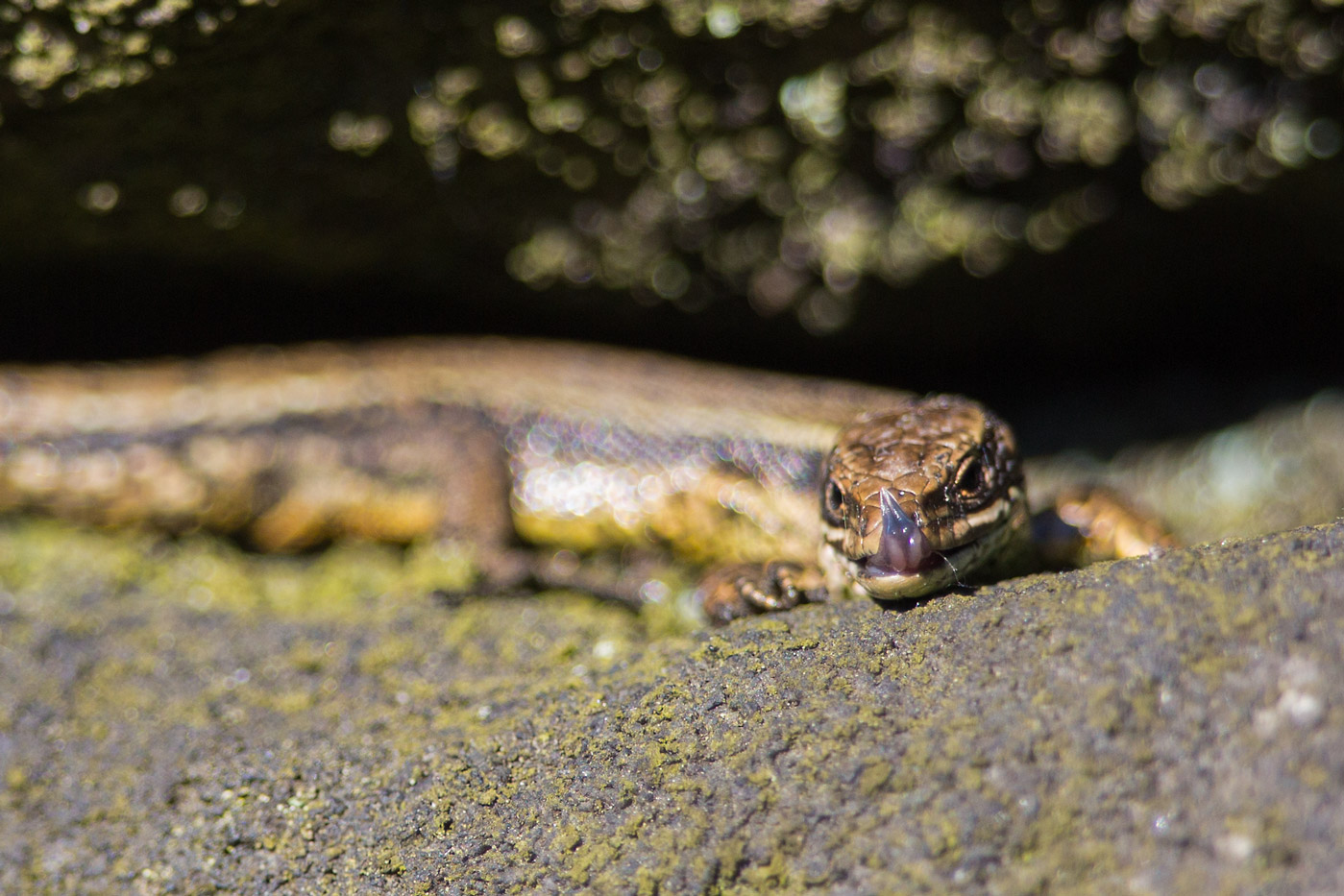 Darley Dale Wildlife: Common Lizards - enjoying the sunshine