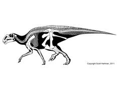 Gryposaurus skeleton