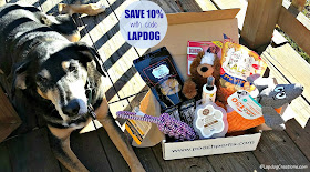 senior coonhound mix dog with Pooch Perks box