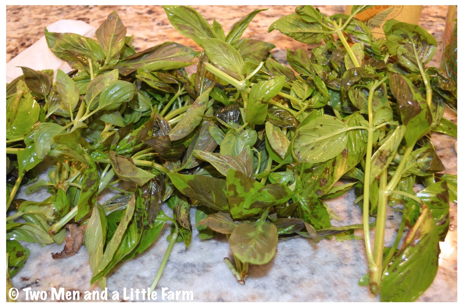 Two Men and a Little Farm CUT BASIL TURNING BLACK