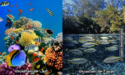 Ekosistem Perairan Pengertian Jenis Ciri ciri Gambar Ekosistem Perairan Pengertian Jenis Ciri ciri Gambar