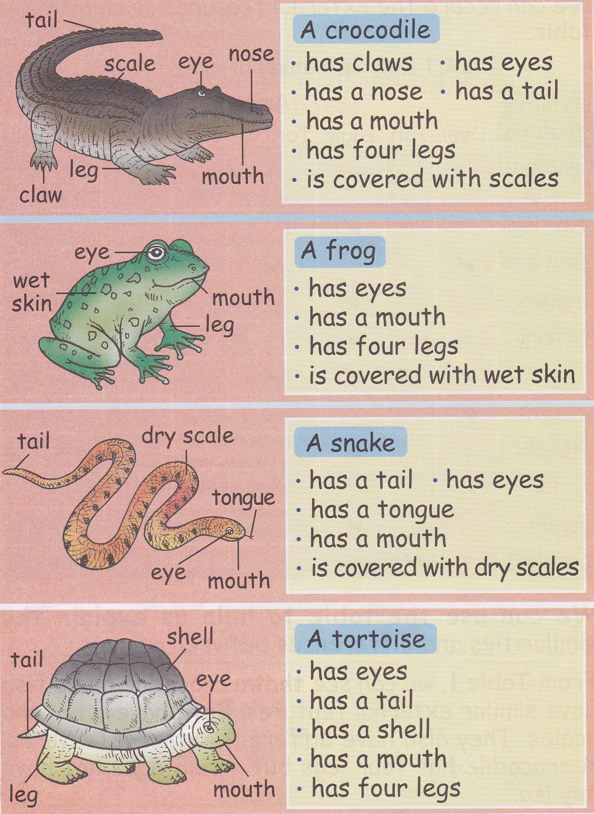 Turtle vs tortoise difference. Tortoises have got. Tortoises have got. абингдонская слоновая черепаха интересные факты. G.