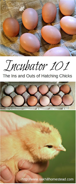 Incubator 101 - the ins and outs of hatching eggs successfully