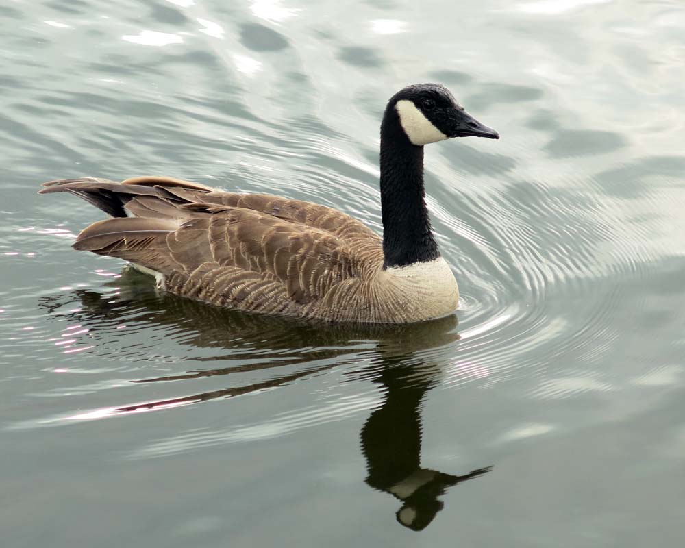 Toronto Grand Prix Tourist - A Toronto Blog: The goose goes honk - A ...