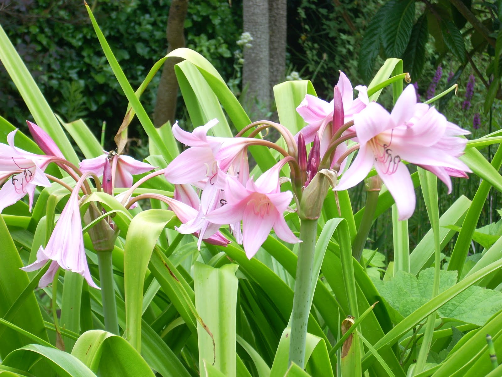 Кринум Crinum powellii