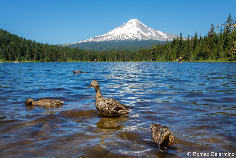 Mt. Hood National Forest Trillium Lake Ducks 5 Great Hikes in Oregon’s Mt. Hood Territory