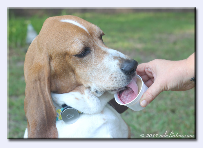 Basset Hound licking Dogsters Ice Cream Style Treats
