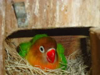 lovebird bertelur lovebird bertelur