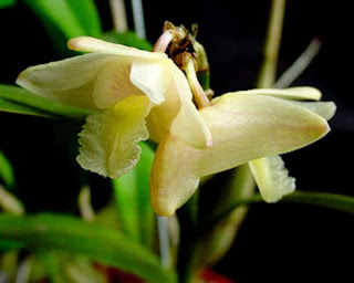 Lan Hoàng thảo bạch hoa - Dendrobium hendersonii Hawkes et Heller