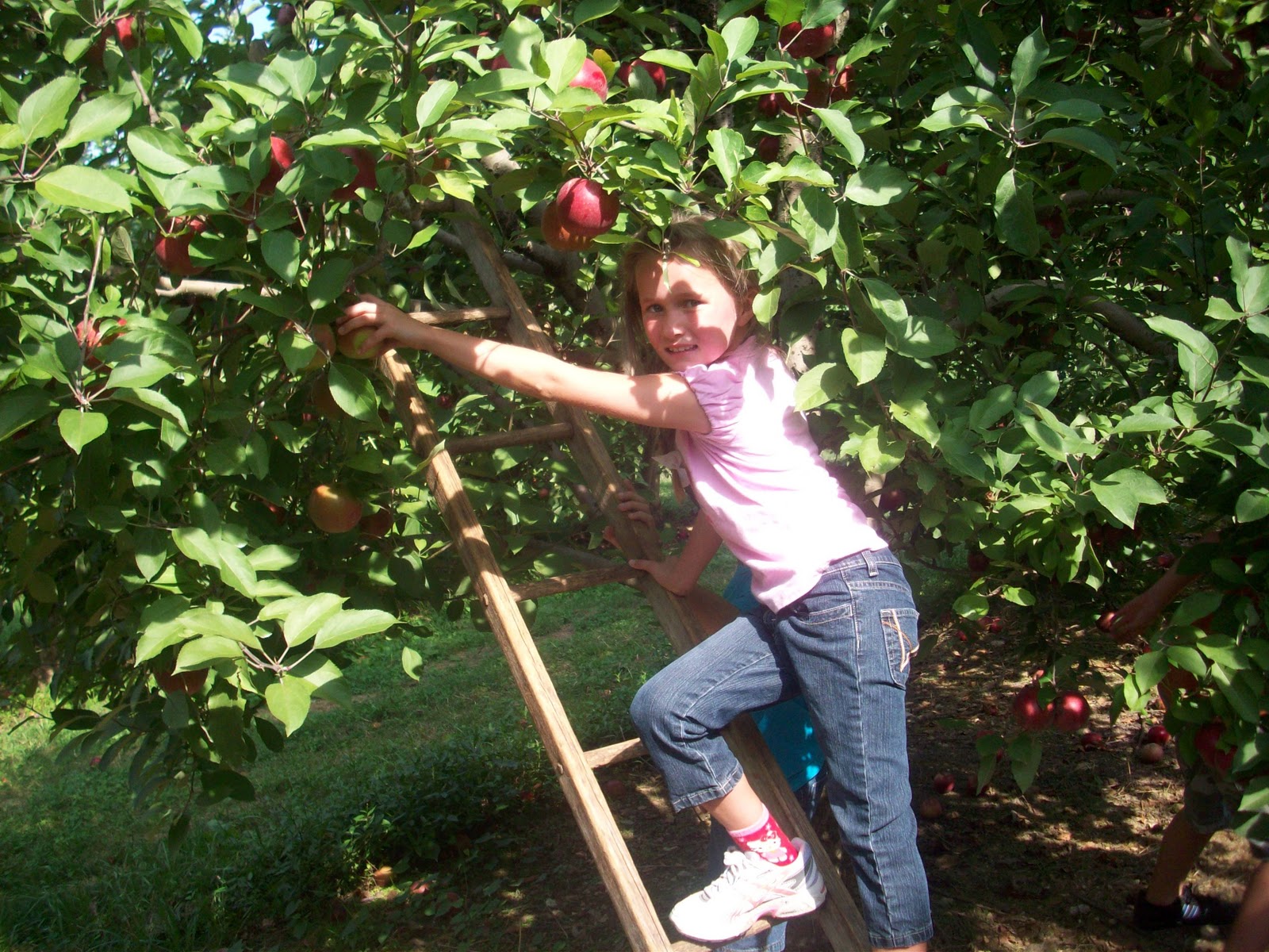 22 Blessings and Counting Apple Orchard and Petting Zoo
