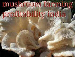 mushroom ki kheti kaise kare in hindi