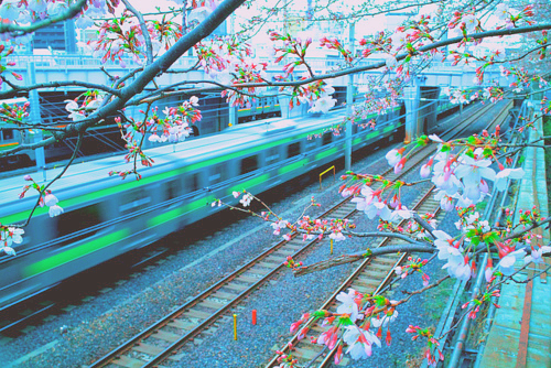 Train Station, Sakura, Japan